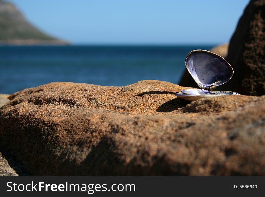 Lone Seashell on a large rock with horizon in background