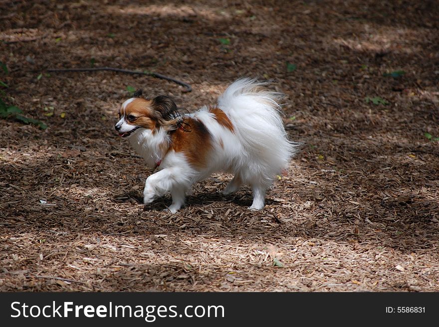 Little papillon prancing in the park. Little papillon prancing in the park