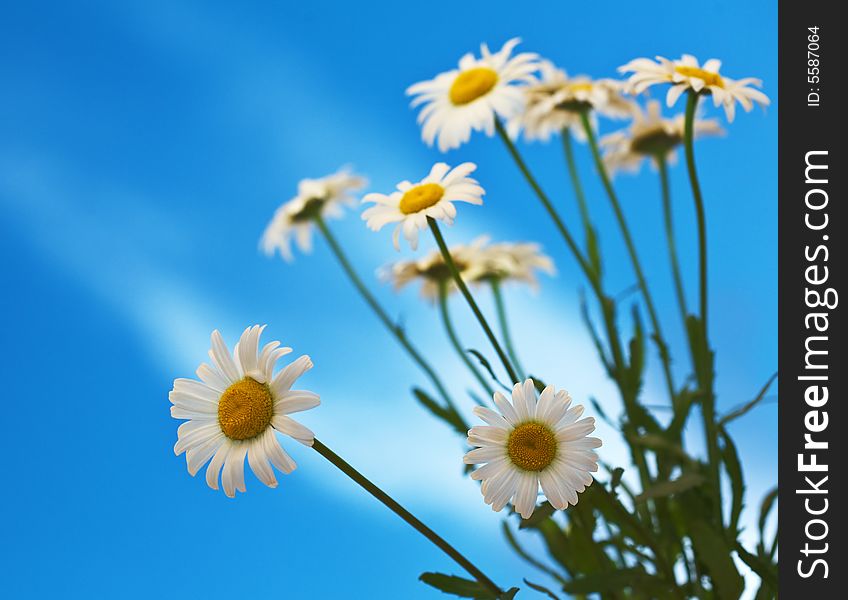 Camomiles on blue sky background. Camomiles on blue sky background