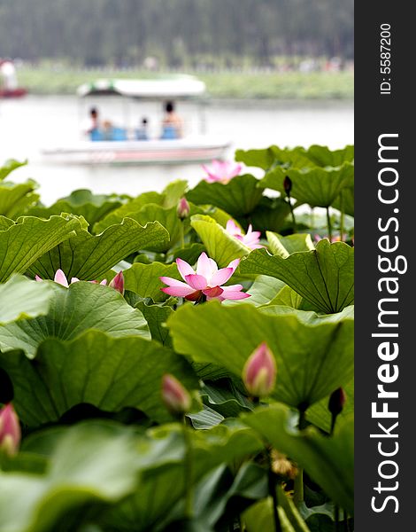 In Beijing's park, the tourists goes by boat to enjoy the lotus. In Beijing's park, the tourists goes by boat to enjoy the lotus