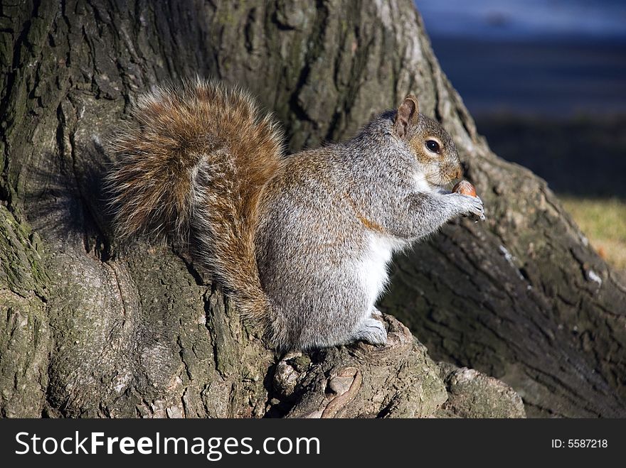 Squirrel sits on the root of tree and examines a nut in any way can not believe in the success. Squirrel sits on the root of tree and examines a nut in any way can not believe in the success