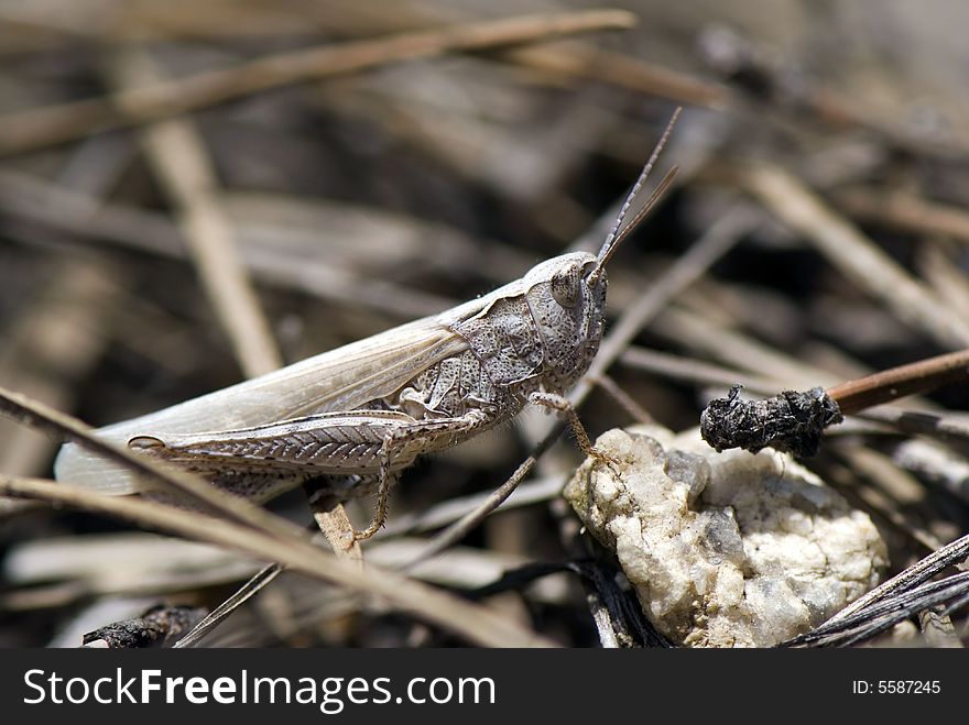 Close-up shot of a grasshopper