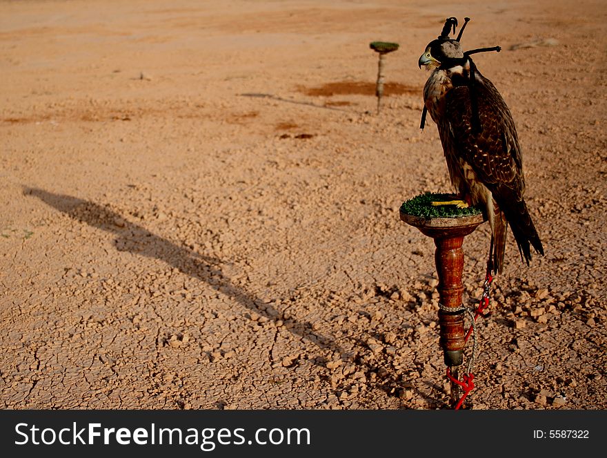 Falcon training in the desert