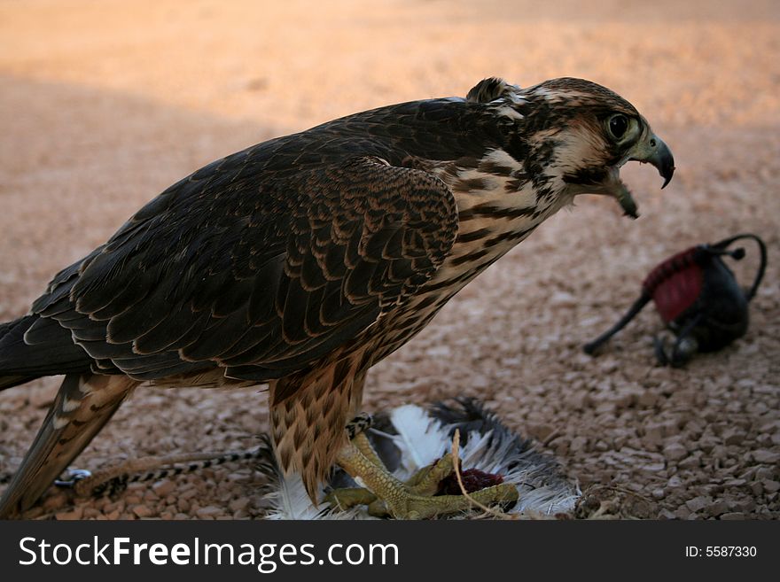 Falcon training in the desert