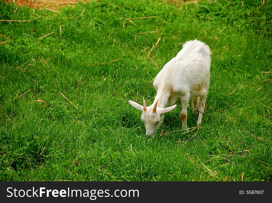 An young white goat in a meadow.