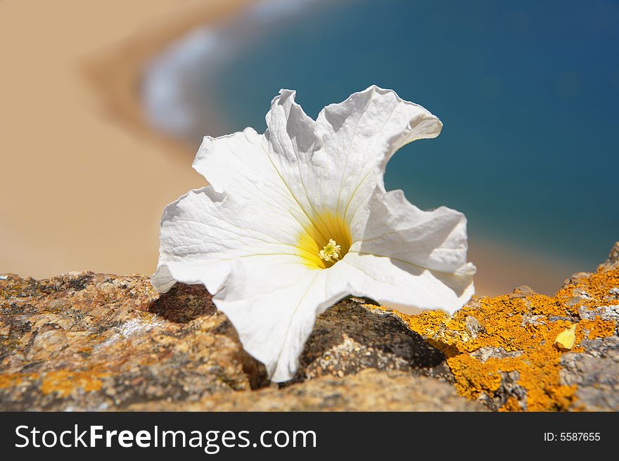 A photo of white flower and sea out of focus. A photo of white flower and sea out of focus