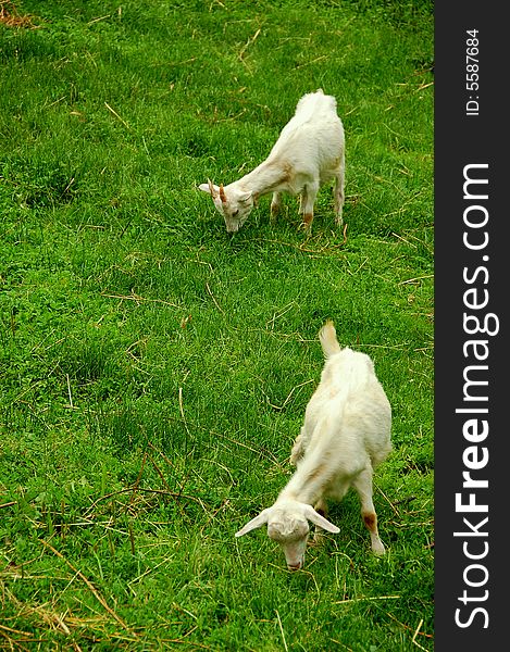 Funny goat on green meadow.