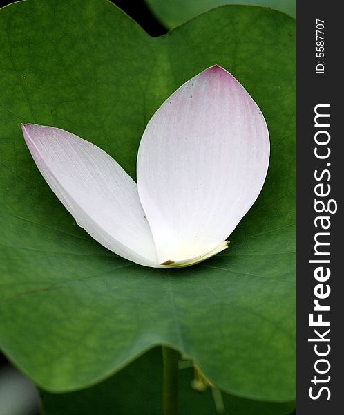 Lotus leaf on the petals.