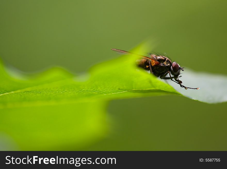 Big fly on green leaf.