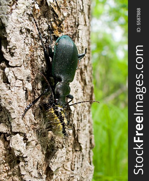 A close-up of the beetle carabus (Calosoma sycophanta) on trunk of three. The carabus eats a caterpillar. Russian Far East, Primorsky Region. A close-up of the beetle carabus (Calosoma sycophanta) on trunk of three. The carabus eats a caterpillar. Russian Far East, Primorsky Region.