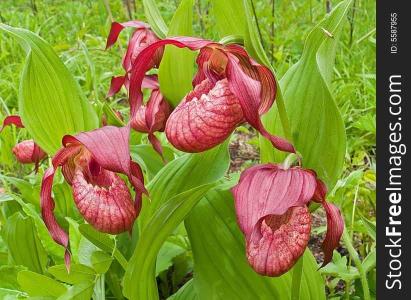 A close-up of the flowers of orchid lady's slipper (Cirpipedium ventricosum) among grass. Russian Far East, Primorye. A close-up of the flowers of orchid lady's slipper (Cirpipedium ventricosum) among grass. Russian Far East, Primorye.