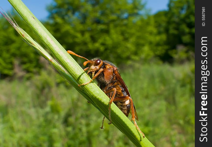 Insect Sawfly (Cimbicidae) 2