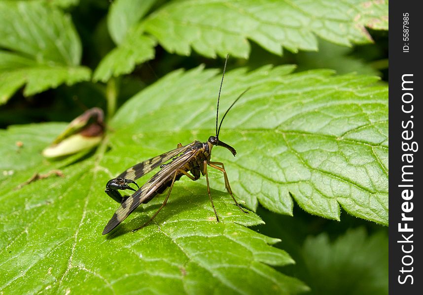 A close up of an insect scorpion's tail (Panorpa Communis) tail on leaf. South of Russian Far East, Primorye. A close up of an insect scorpion's tail (Panorpa Communis) tail on leaf. South of Russian Far East, Primorye.