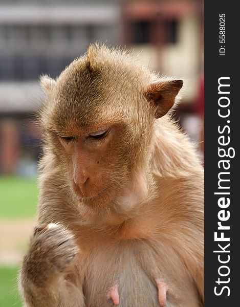 A monkey in lopburi, thailand. A monkey in lopburi, thailand