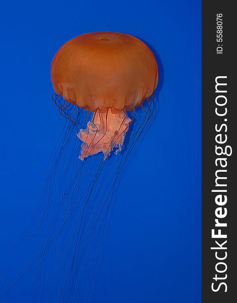 A photo of a jelly fish at an Aquarium.