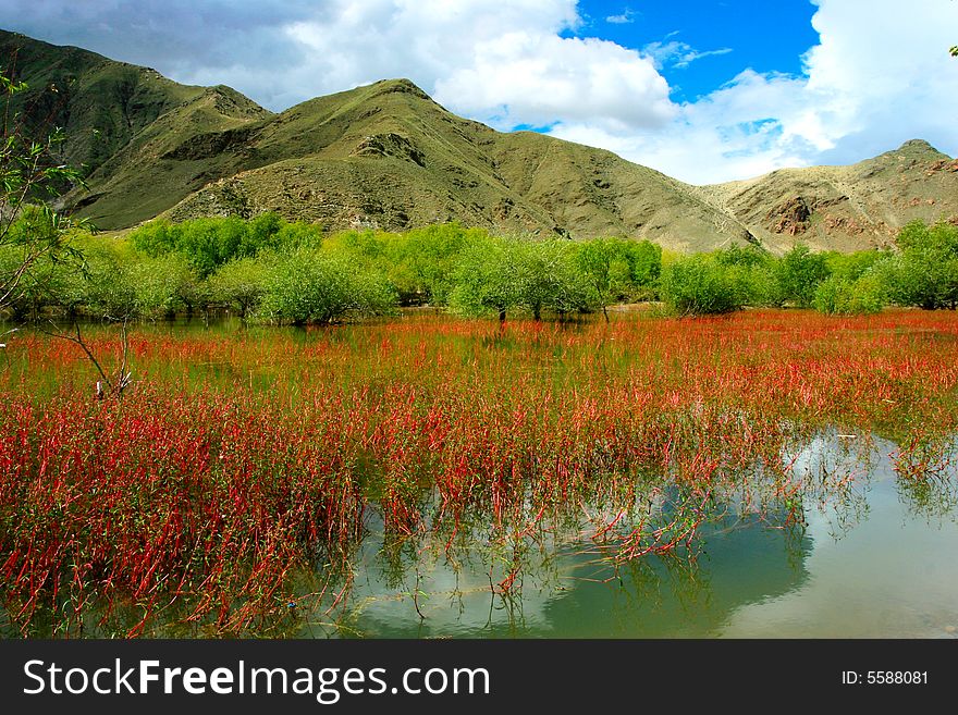 The swampland of tibet