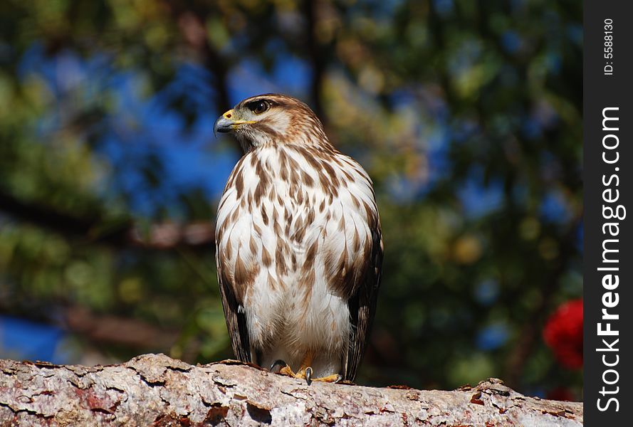 Hawk on a branch