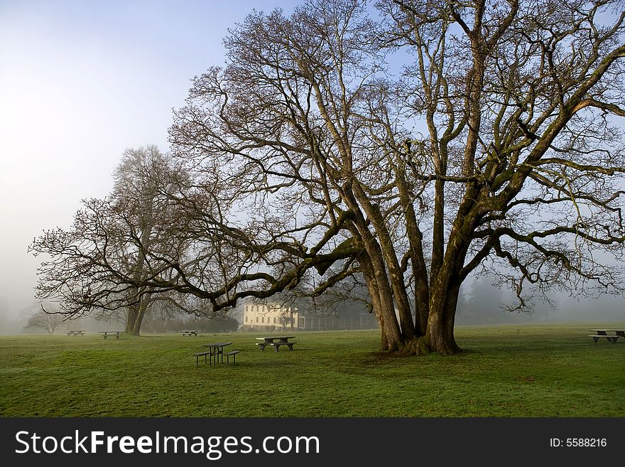 Park with trees and green grass in europe