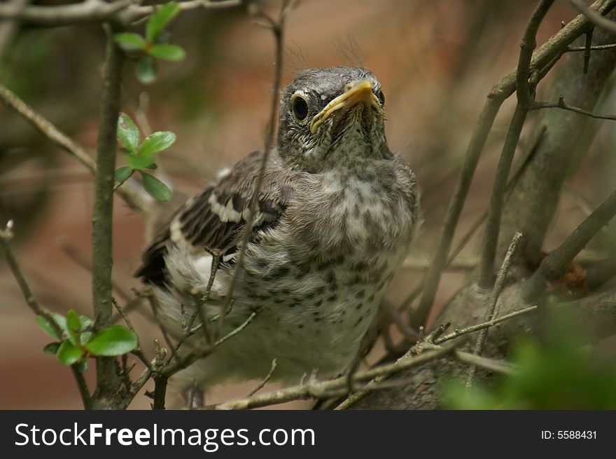 A baby mockingbird perched on a twig. A baby mockingbird perched on a twig.