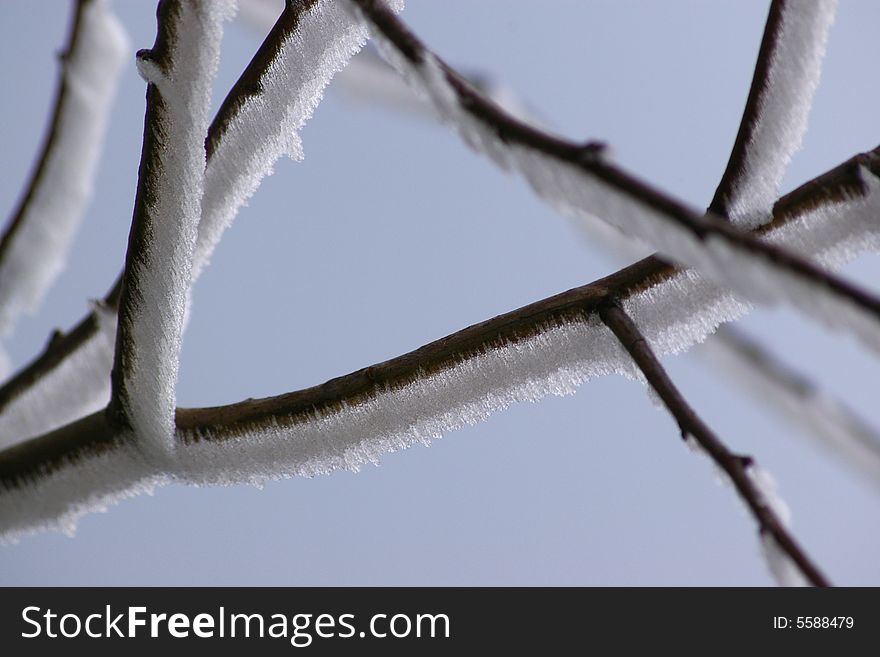 A frozen tree branch in Belgium. A frozen tree branch in Belgium