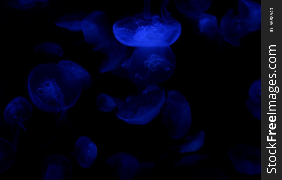 Floating jellyfish make a pleasing blue background. Floating jellyfish make a pleasing blue background.