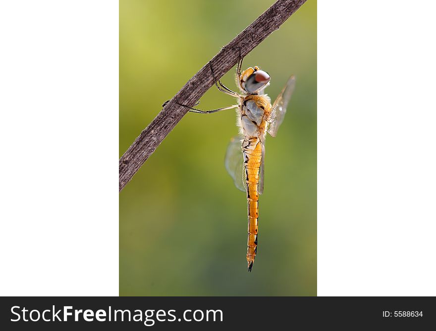 Yellow Dragonfly