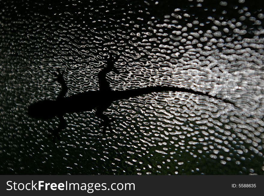 The silhouette of a gecko behind ribbed glass. The silhouette of a gecko behind ribbed glass