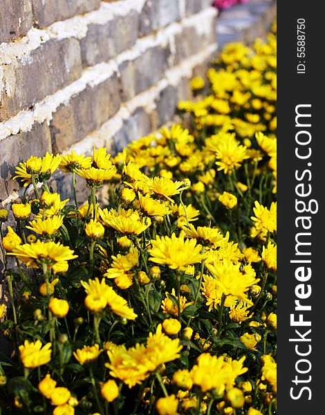 The chrysanthemum in a garden .looks very beautiful .