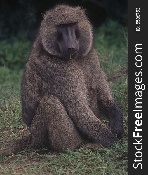 A baboon at the campground in Lake Mburo National Park, Uganda.