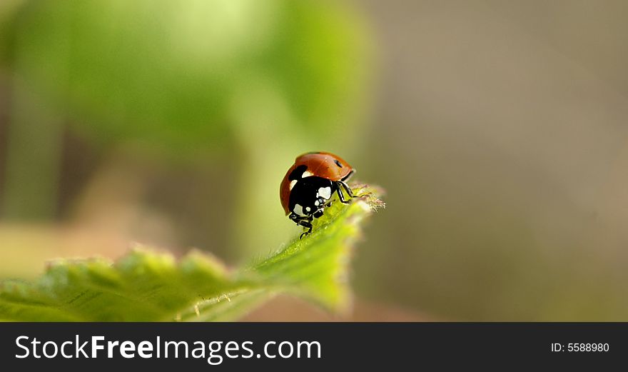 Close-up of a ladybird over a blurred background, small DOF