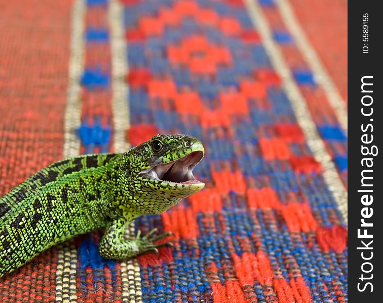 Bright green lizard with the opened fall