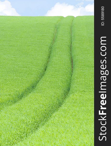 Lines in green cereals field. Lines in green cereals field