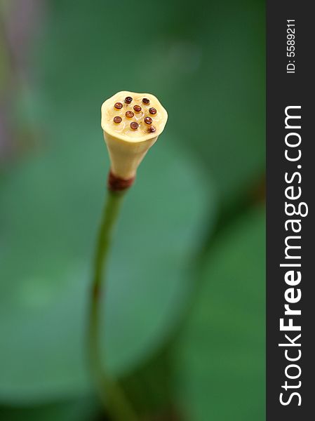 Tiny yellowy lotus with green leaf behind. Tiny yellowy lotus with green leaf behind