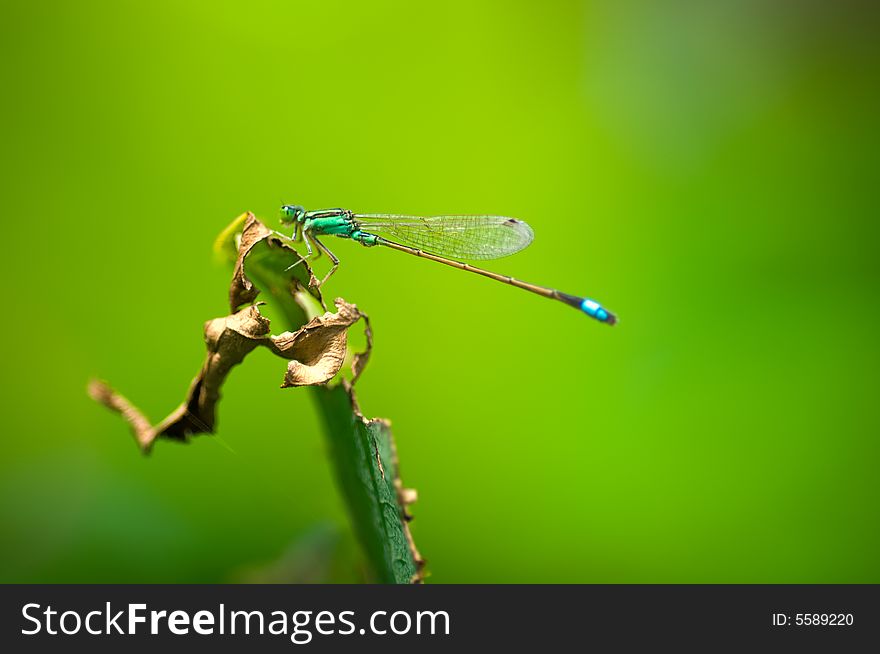 A dragonfly rest on a shriveled lotus leaf