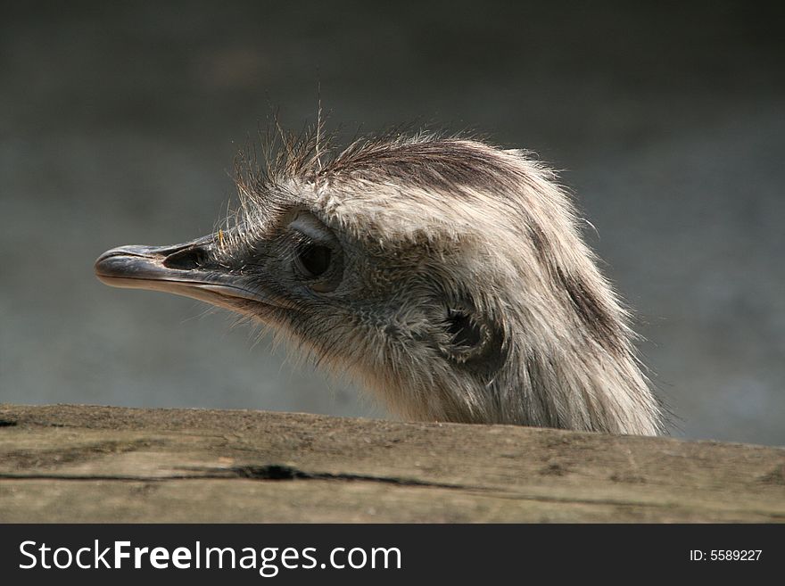 An ostrich on a background