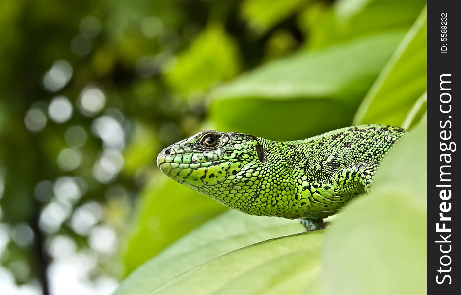 Bright green lizard in leafs