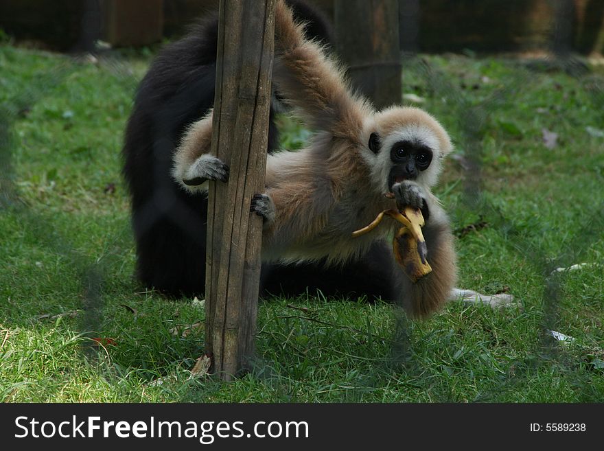 A little gibbon in a cage