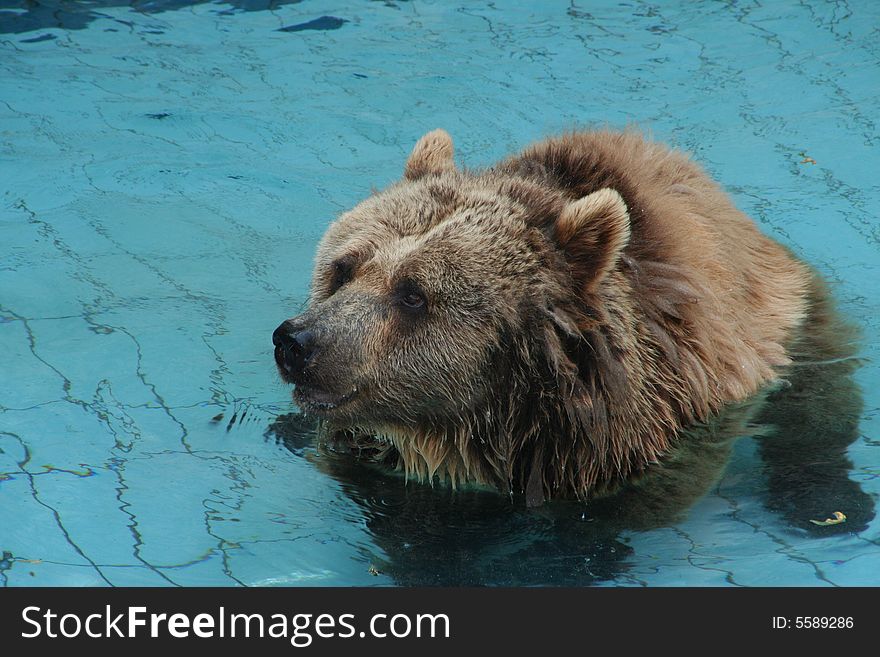 A bear in the water