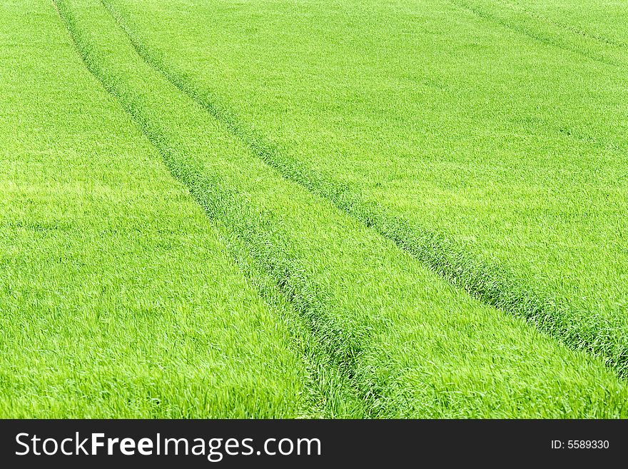 Lines in green cereals field. Lines in green cereals field