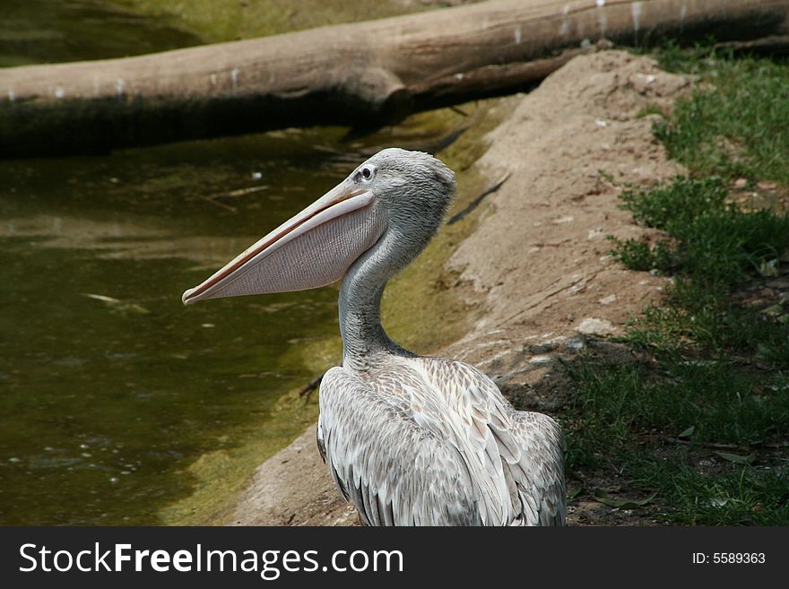 A pelican on a background