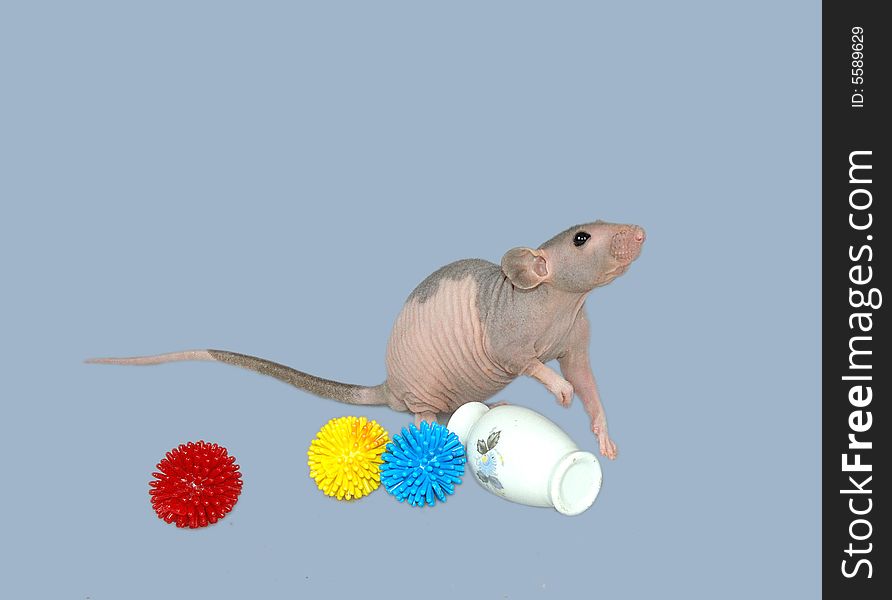 Furless mouse playing colored plastic toys. Furless mouse playing colored plastic toys