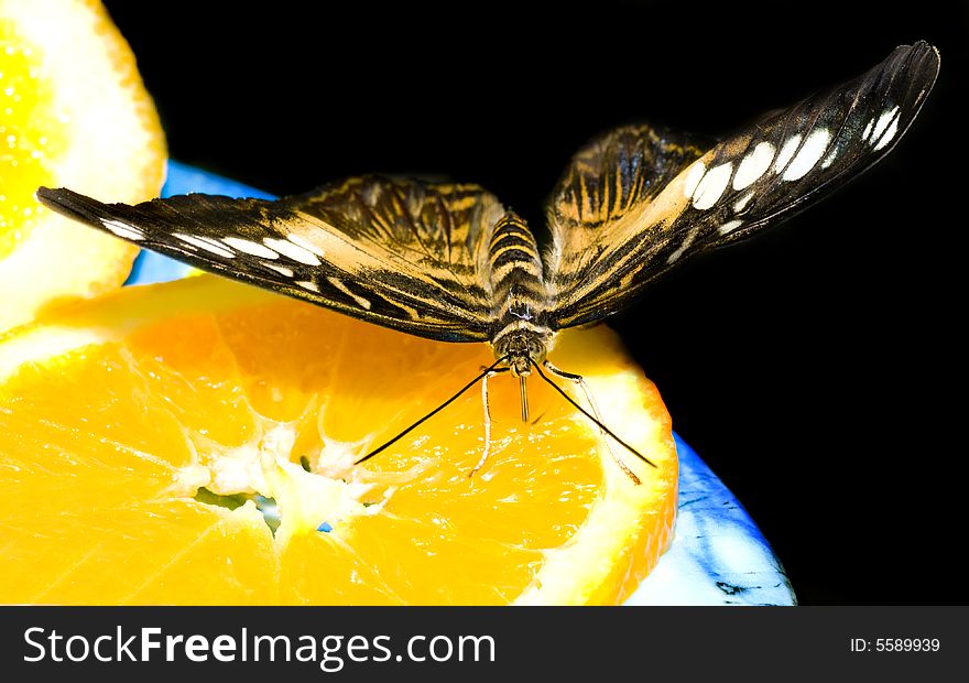 Butterfly On An Orange