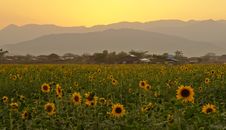 Sunflower Field, Mountains, Sunset Stock Photos