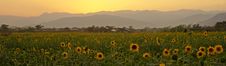 Sunflower Field, Mountains, Sunset Royalty Free Stock Photography