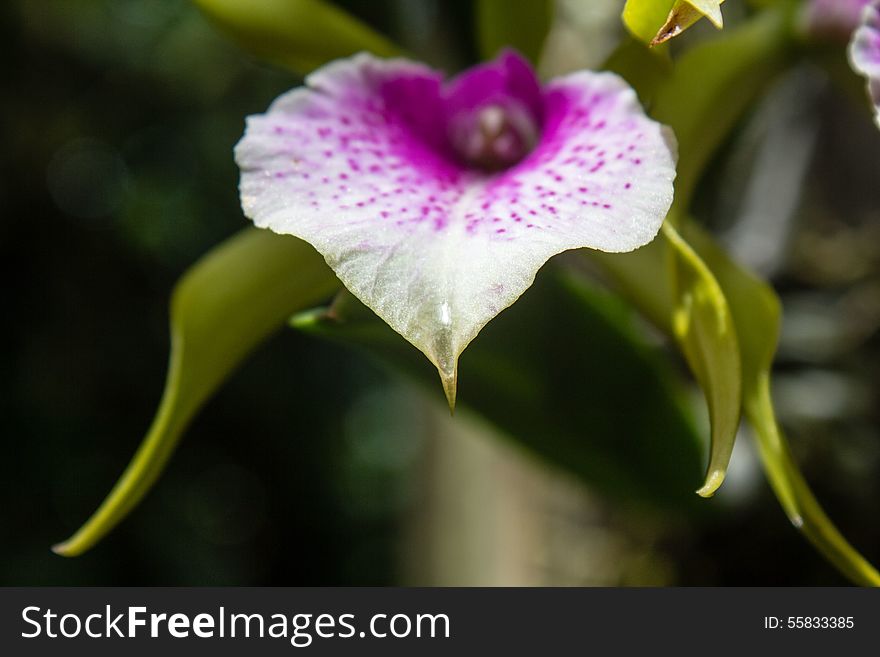 Delicate flower in a Florida Greenhouse Garden. Delicate flower in a Florida Greenhouse Garden