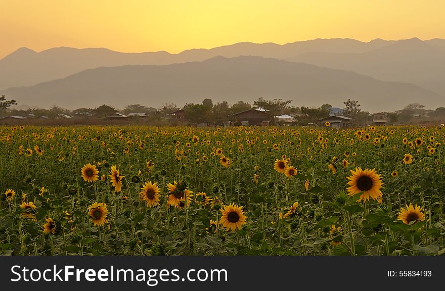 Sunflower Field, Mountains, Sunset