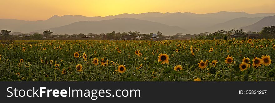 Sunflower Field, Mountains, Sunset