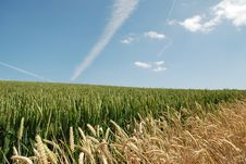 Corn In A Field Royalty Free Stock Photography Corn In A Field Royalty Free Stock Photography