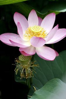 Lotus Royalty Free Stock Photography Lotus Royalty Free Stock Photography