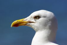 Close Up Of A Herring Gull Stock Photo